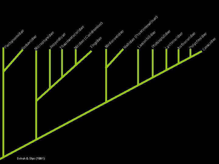 R M r ic Schuh & Stys (1991) d p Jo i pe e