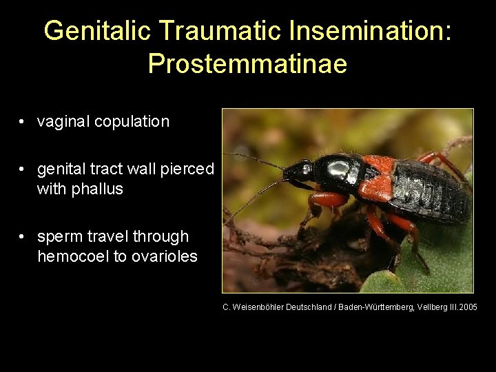 Genitalic Traumatic Insemination: Prostemmatinae • vaginal copulation • genital tract wall pierced with phallus