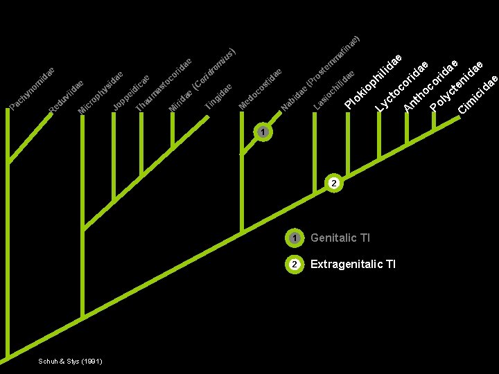 P u ed R M r ic hy p o pp o J d