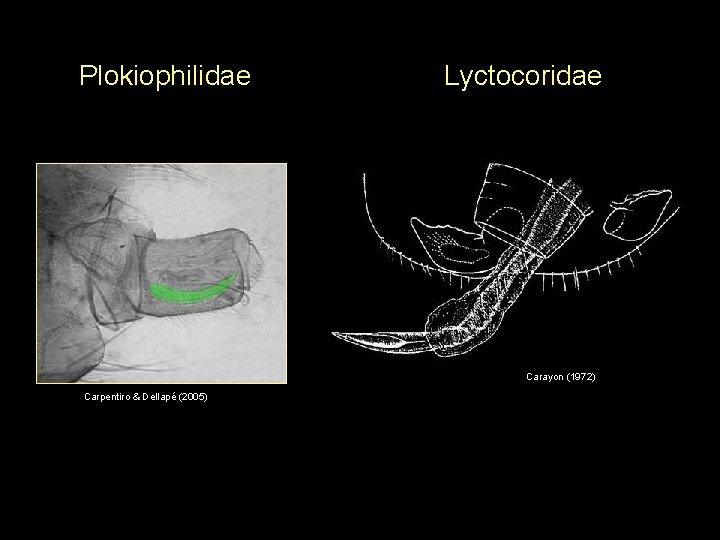 Plokiophilidae Lyctocoridae Carayon (1972) Carpentiro & Dellapé (2005) 