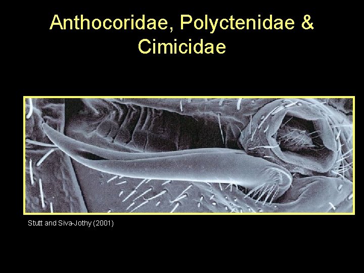 Anthocoridae, Polyctenidae & Cimicidae Stutt and Siva-Jothy (2001) 