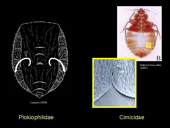 Stutt and Siva-Jothy (2001) Carayon (1974) Plokiophilidae Cimicidae 