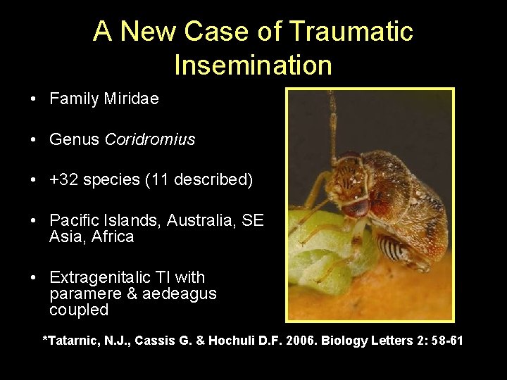 A New Case of Traumatic Insemination • Family Miridae • Genus Coridromius • +32
