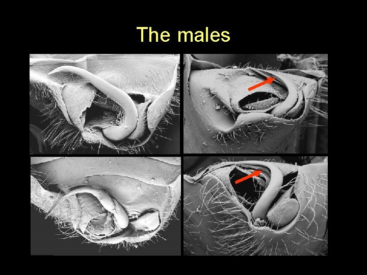 The males 