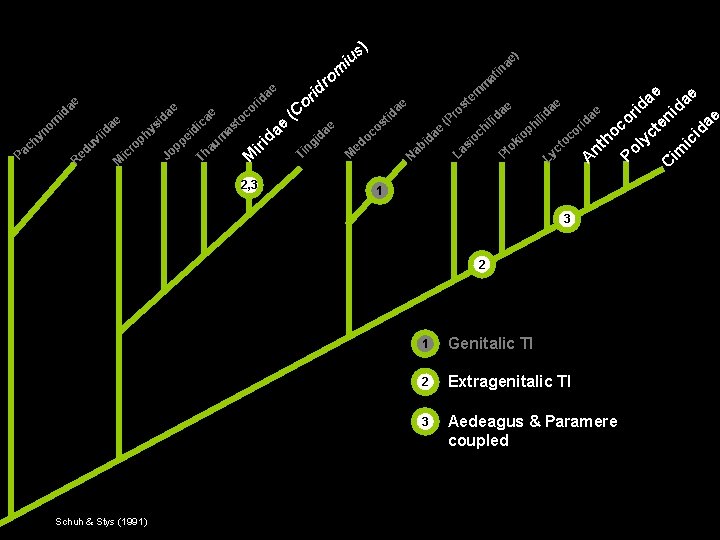 ) s u e) a tin P ii R uv d e M ae