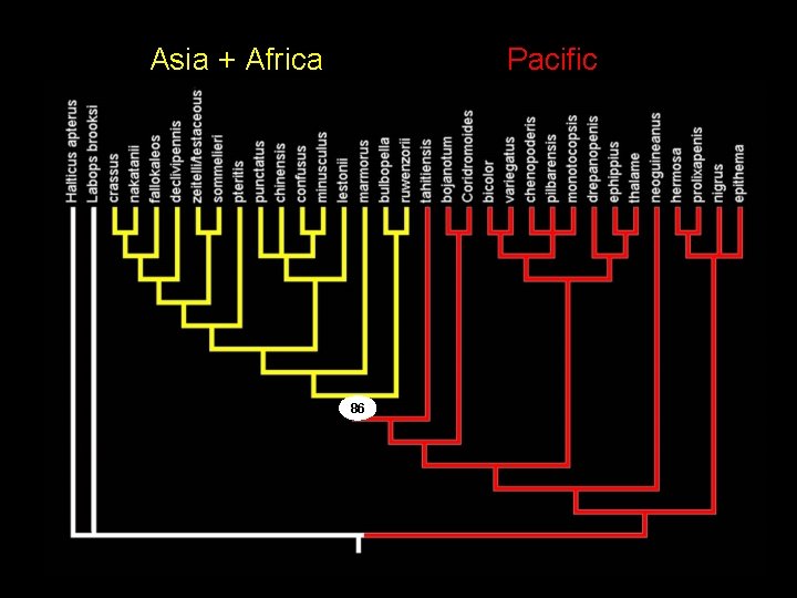 Asia + Africa Pacific 86 