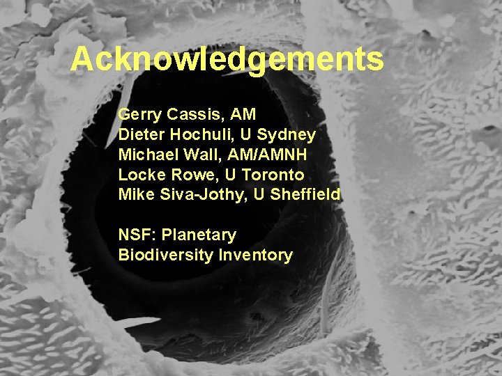 Acknowledgements Gerry Cassis, AM Dieter Hochuli, U Sydney Michael Wall, AM/AMNH Locke Rowe, U
