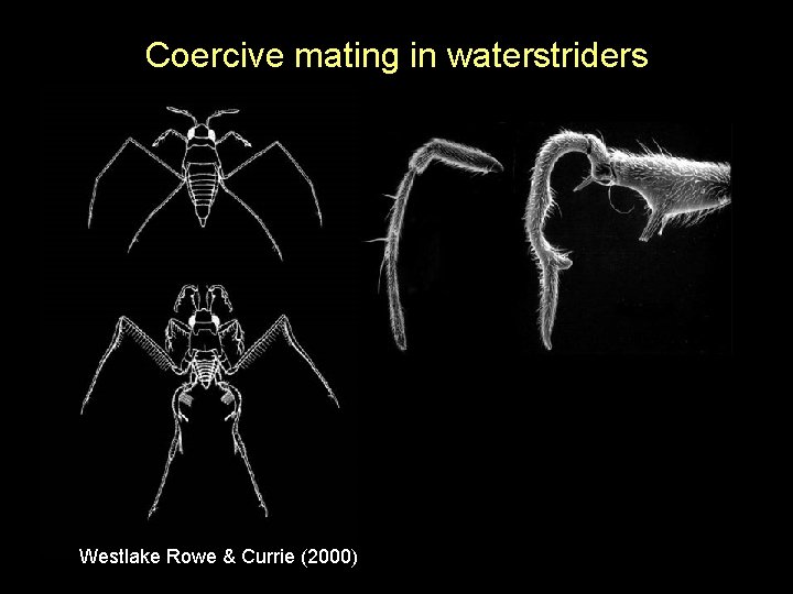 Coercive mating in waterstriders Westlake Rowe & Currie (2000) 
