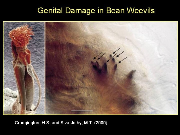 Genital Damage in Bean Weevils Crudgington, H. S. and Siva-Jothy, M. T. (2000) 