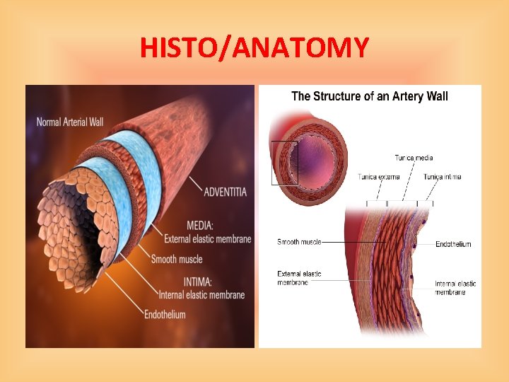 HISTO/ANATOMY 