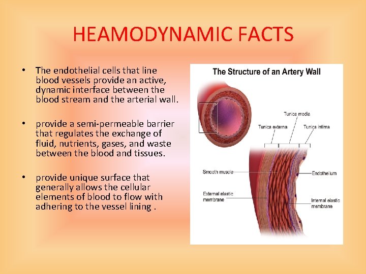 HEAMODYNAMIC FACTS • The endothelial cells that line blood vessels provide an active, dynamic