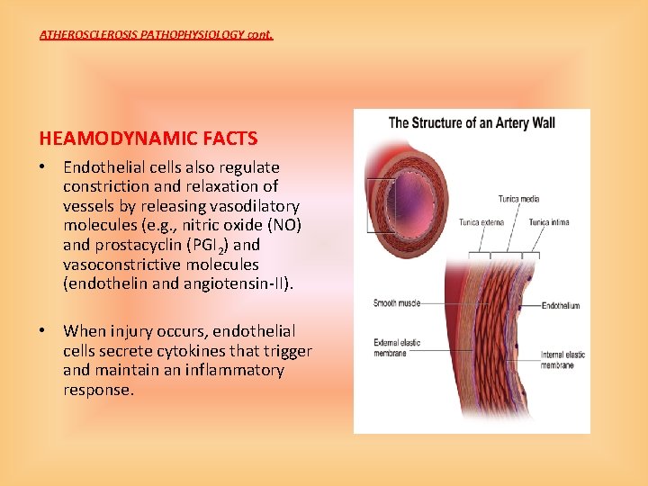 ATHEROSCLEROSIS PATHOPHYSIOLOGY cont. HEAMODYNAMIC FACTS • Endothelial cells also regulate constriction and relaxation of