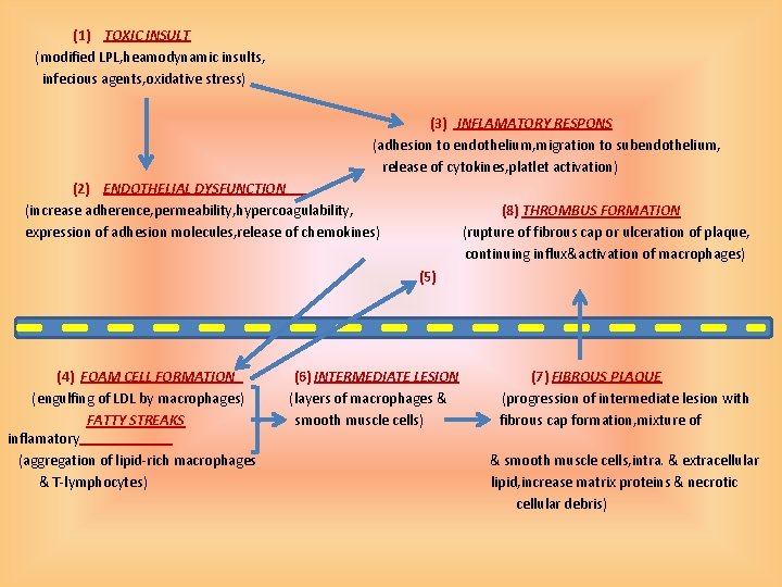 (1) TOXIC INSULT (modified LPL, heamodynamic insults, infecious agents, oxidative stress) (3) INFLAMATORY RESPONS