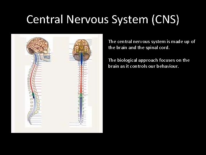 Central Nervous System (CNS) The central nervous system is made up of the brain