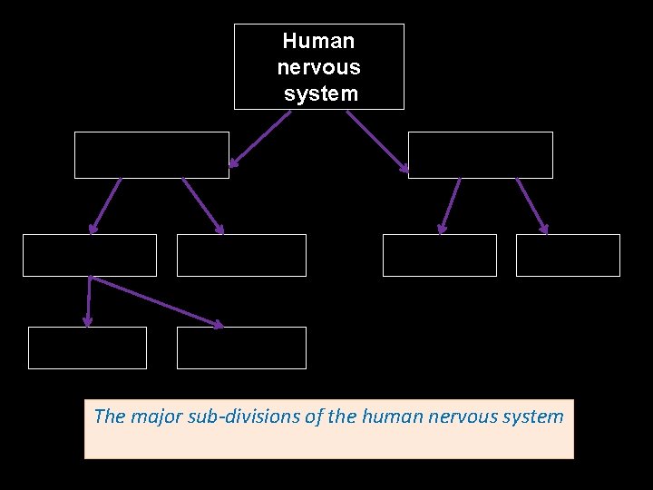 Human nervous system Peripheral nervous system (PNS) Autonomic nervous system Somatic nervous system Sympathetic