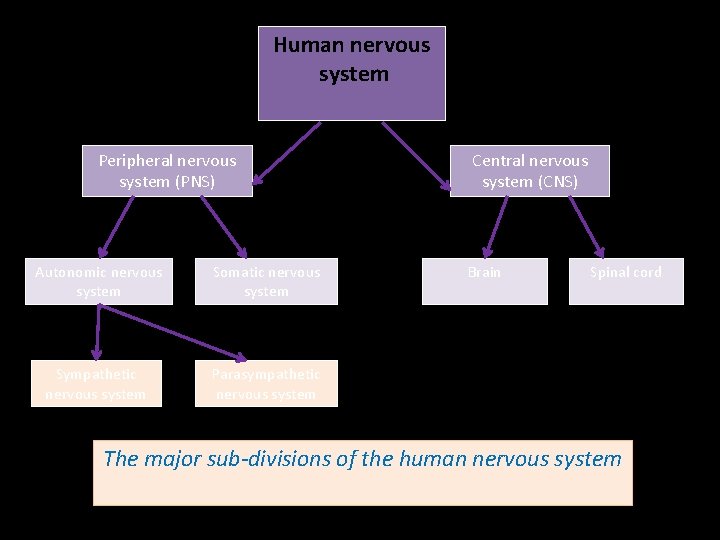 Human nervous system Peripheral nervous system (PNS) Autonomic nervous system Somatic nervous system Sympathetic