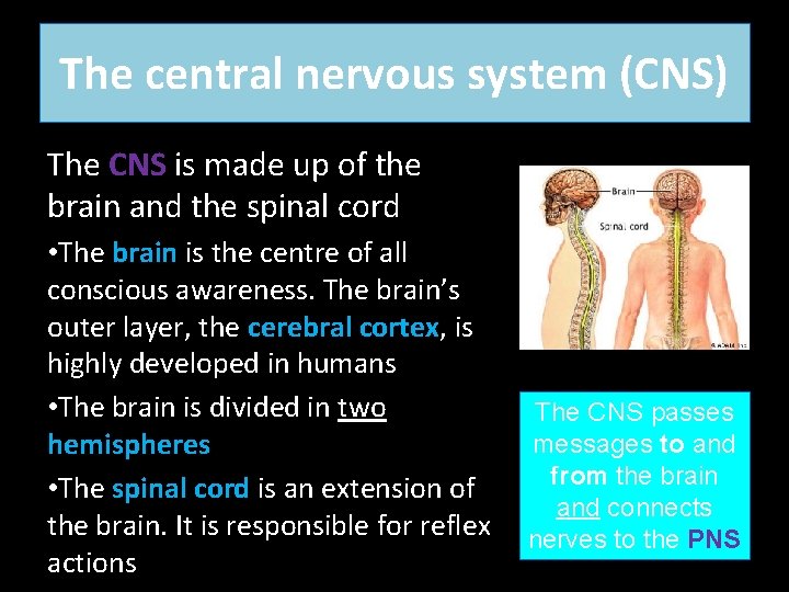 The central nervous system (CNS) The CNS is made up of the brain and