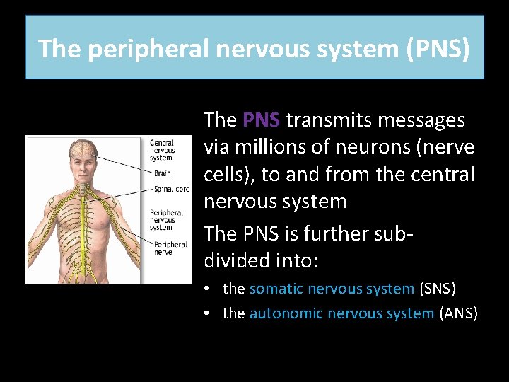 The peripheral nervous system (PNS) The PNS transmits messages via millions of neurons (nerve