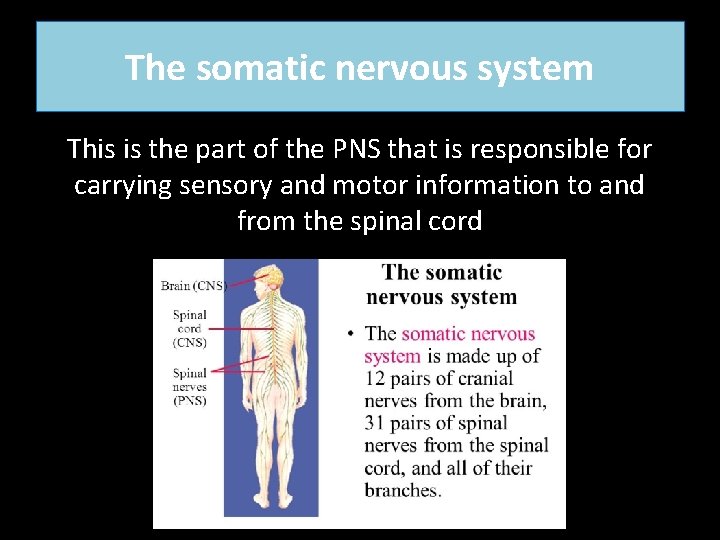The somatic nervous system This is the part of the PNS that is responsible