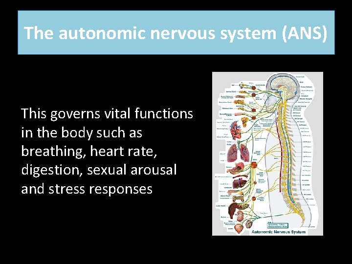 The autonomic nervous system (ANS) This governs vital functions in the body such as