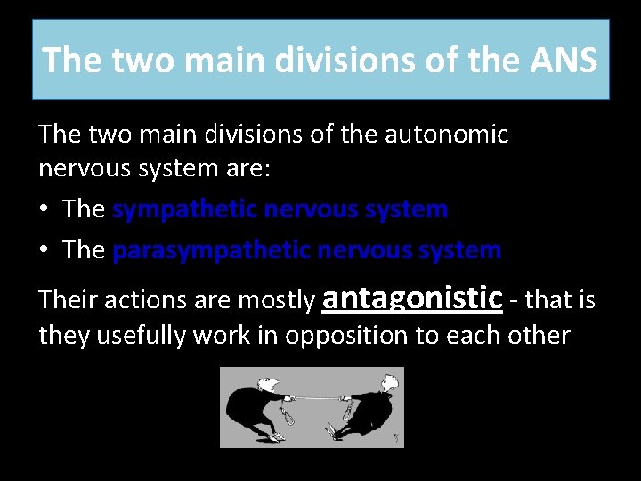The two main divisions of the ANS The two main divisions of the autonomic