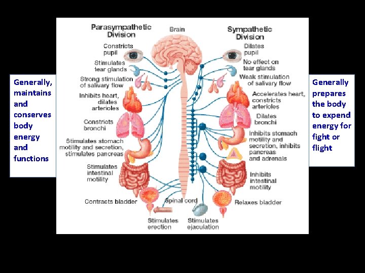 Generally, maintains and conserves body energy and functions Generally prepares the body to expend