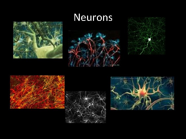 Neurons 