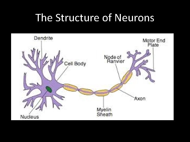 The Structure of Neurons 
