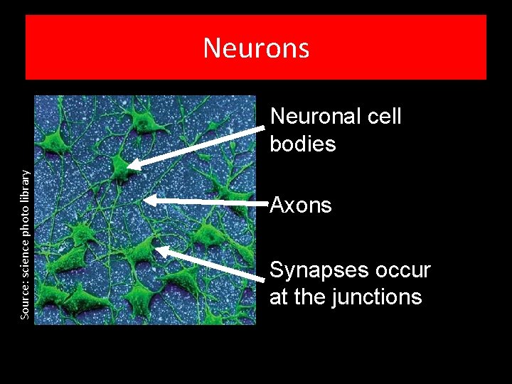 Neurons Source: science photo library Neuronal cell bodies Axons Synapses occur at the junctions
