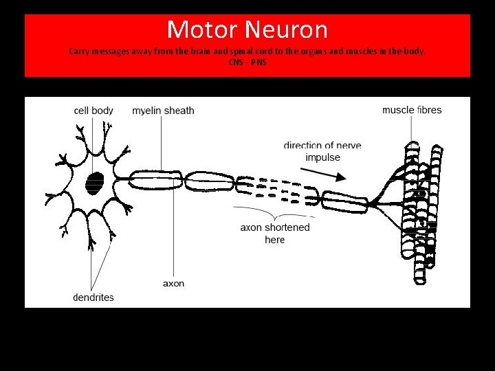 Motor Neuron Carry messages away from the brain and spinal cord to the organs