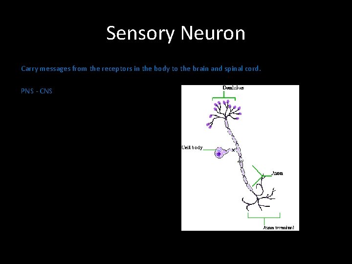 Sensory Neuron Carry messages from the receptors in the body to the brain and