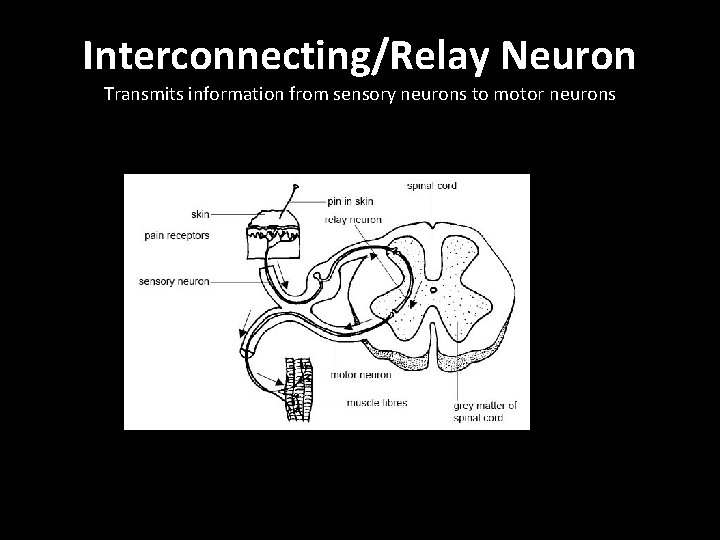 Interconnecting/Relay Neuron Transmits information from sensory neurons to motor neurons 