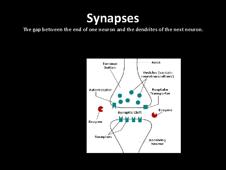 Synapses The gap between the end of one neuron and the dendrites of the