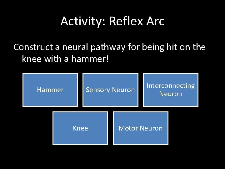 Activity: Reflex Arc Construct a neural pathway for being hit on the knee with