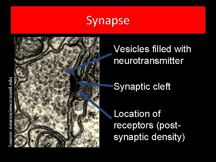 Synapse Source: neuroscience. wustl. edu Vesicles filled with neurotransmitter Synaptic cleft Location of receptors