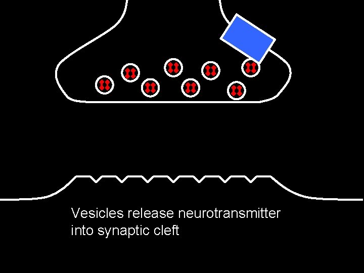 Vesicles release neurotransmitter into synaptic cleft 