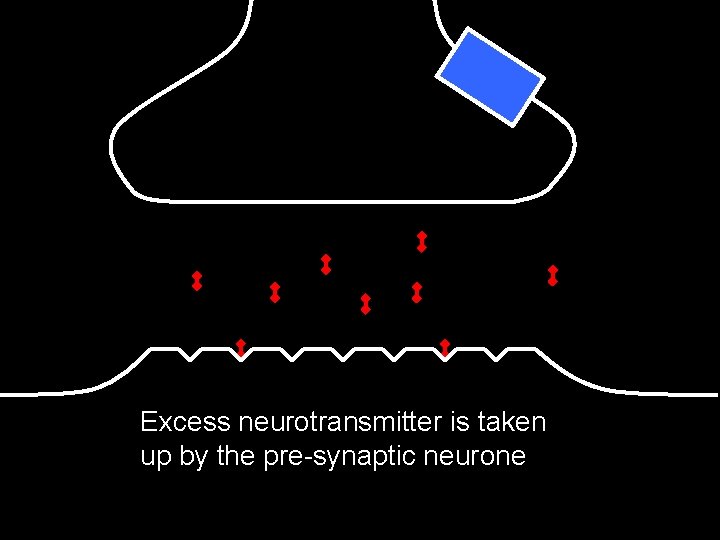 Excess neurotransmitter is taken up by the pre-synaptic neurone 