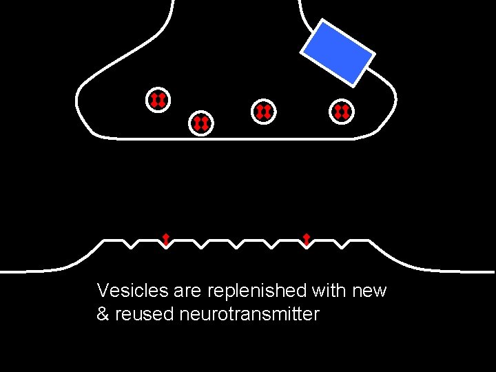 Vesicles are replenished with new & reused neurotransmitter 