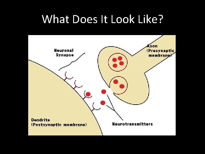 What Does It Look Like? 