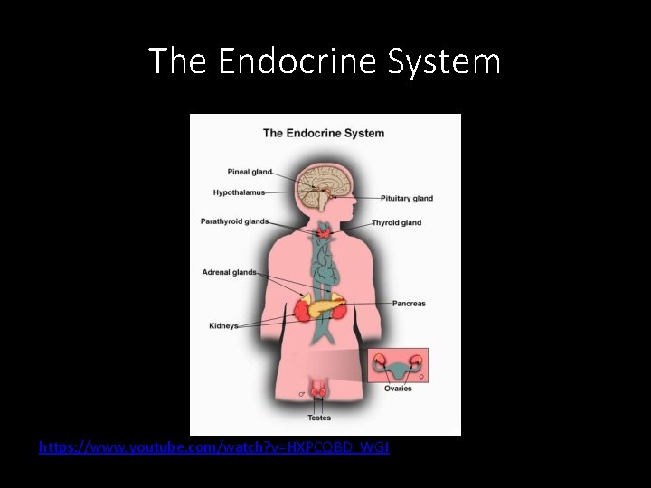 The Endocrine System https: //www. youtube. com/watch? v=HXPCQBD_WGI 