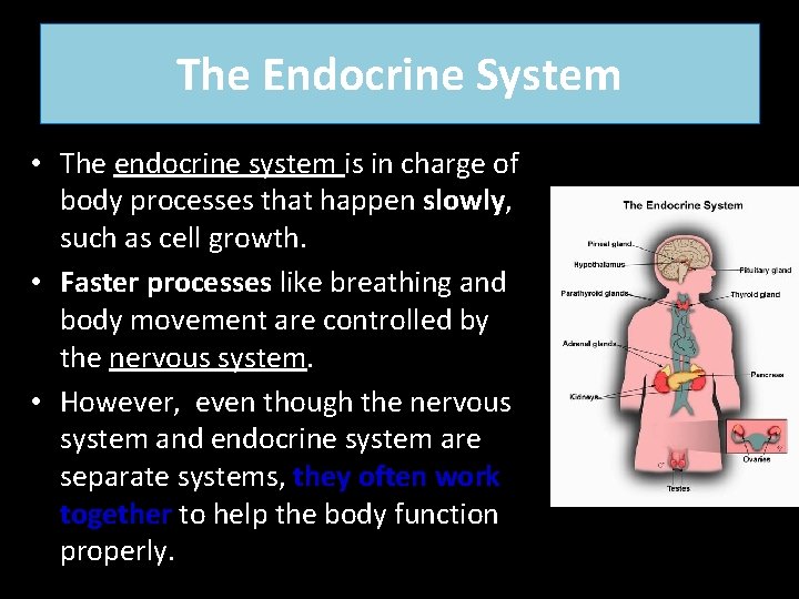 The Endocrine System • The endocrine system is in charge of body processes that