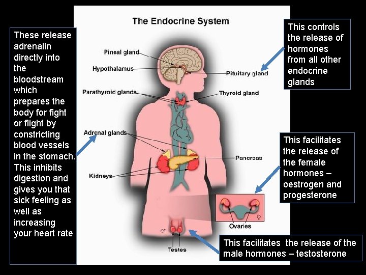 These release adrenalin directly into the bloodstream which prepares the body for fight or