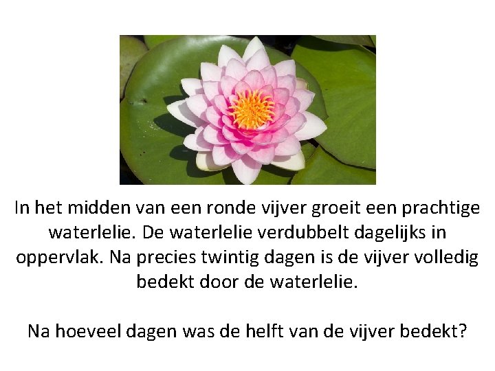 In het midden van een ronde vijver groeit een prachtige waterlelie. De waterlelie verdubbelt