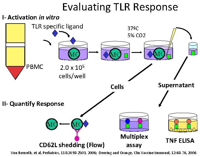 Evaluating TLR Response I- Activation in vitro TLR specific ligand MC PBMC 37ºC 5%