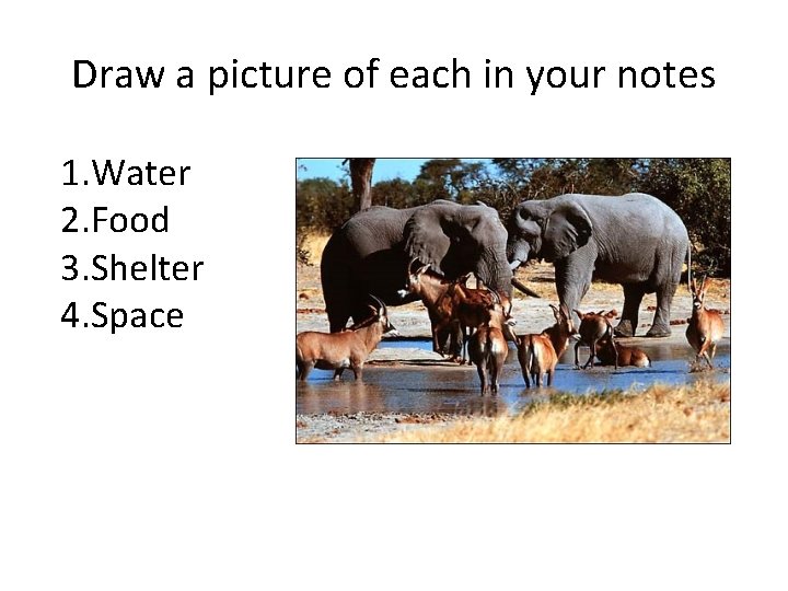 Draw a picture of each in your notes 1. Water 2. Food 3. Shelter