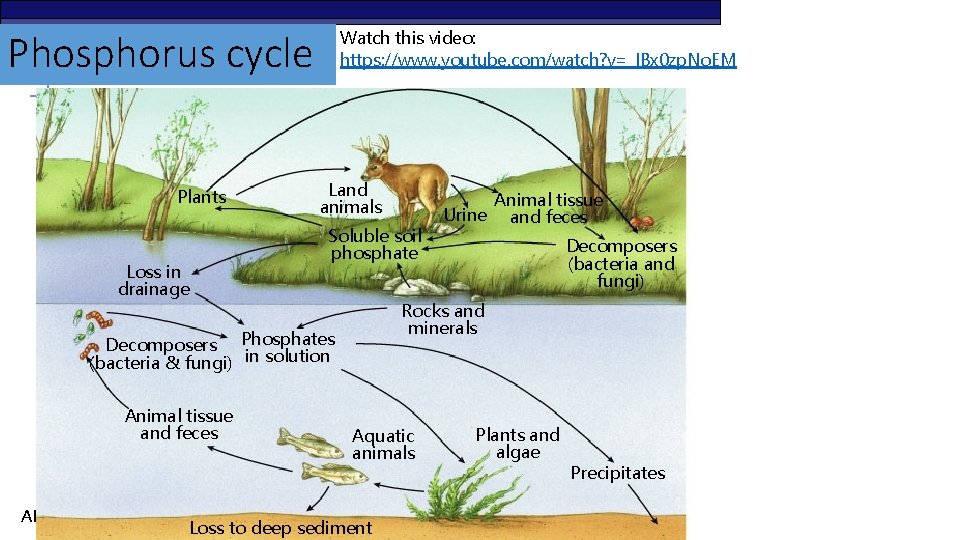 Watch this video: https: //www. youtube. com/watch? v=_IBx 0 zp. No. EM Phosphorus cycle