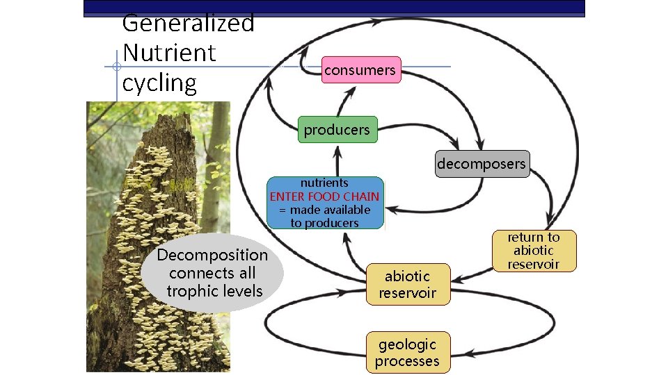 Generalized Nutrient cycling consumers producers consumers decomposers nutrients ENTER FOOD CHAIN made available =