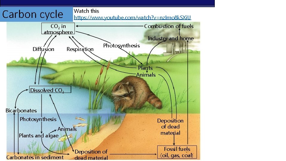 Carbon cycle Watch this https: //www. youtube. com/watch? v=nz. Imo 8 k. SXi. U