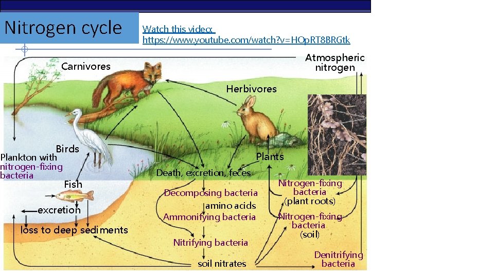 Nitrogen cycle Watch this video: https: //www. youtube. com/watch? v=HOp. RT 8 BRGtk Atmospheric