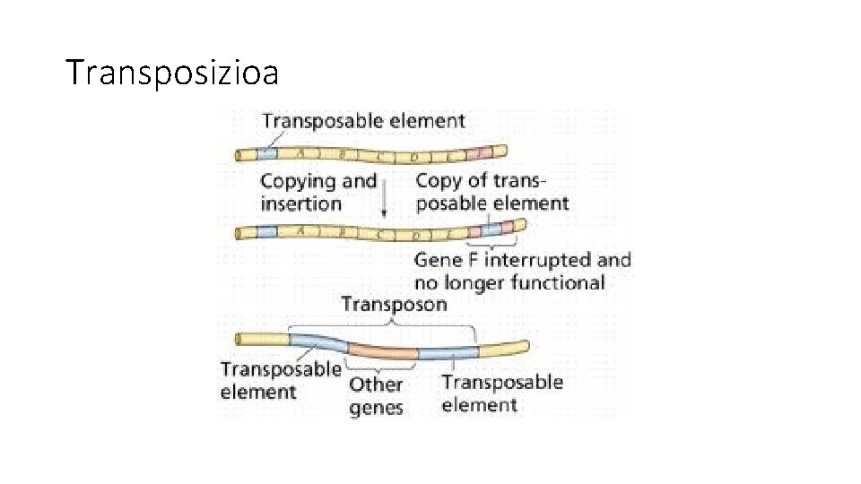 Transposizioa 